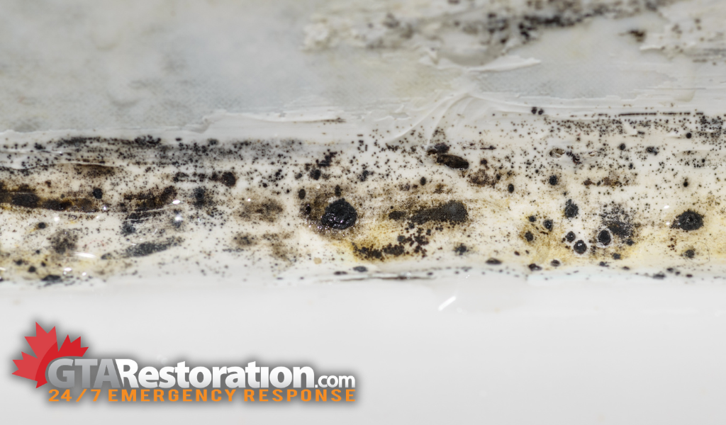 Mold removal remediation roxboro