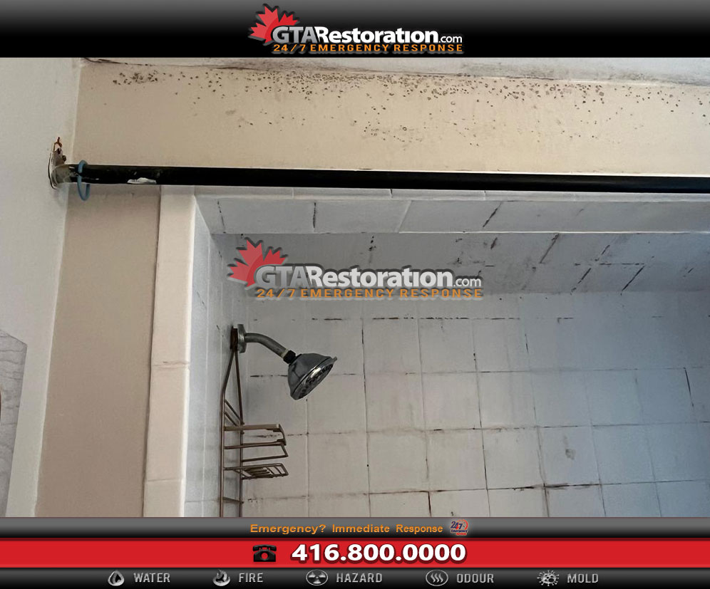 Black mold in shower grout
