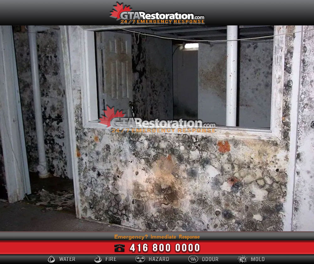 5 Great Tips How to Detect Mold Growth