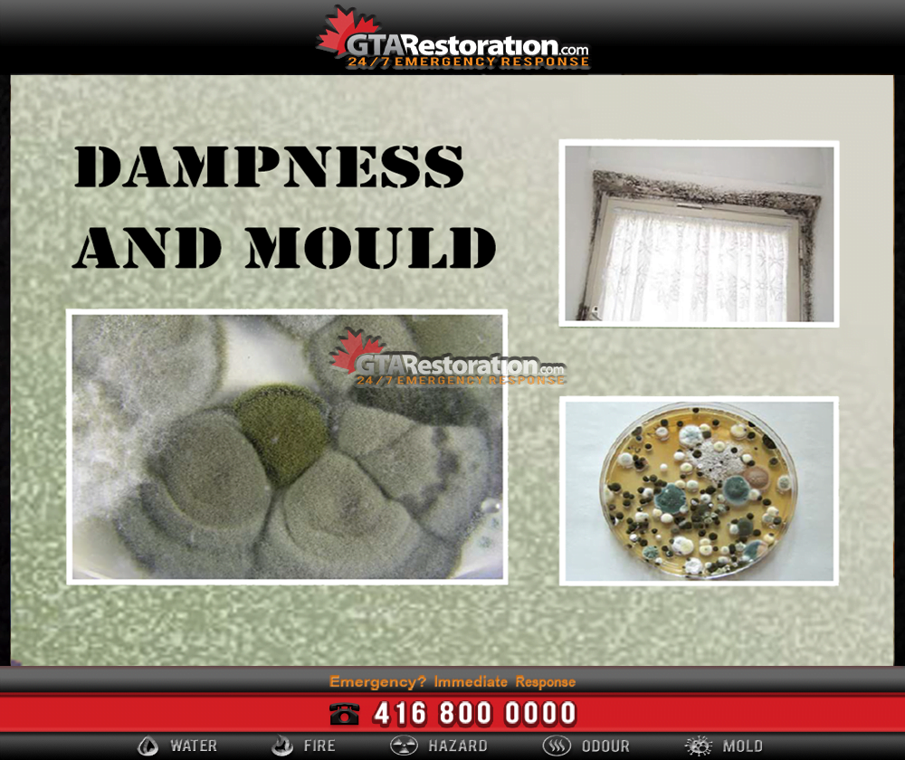 Basic facts about mold and dampness