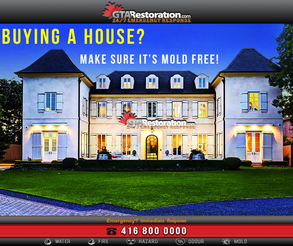 Real Estate Mold Water Damage Inspection