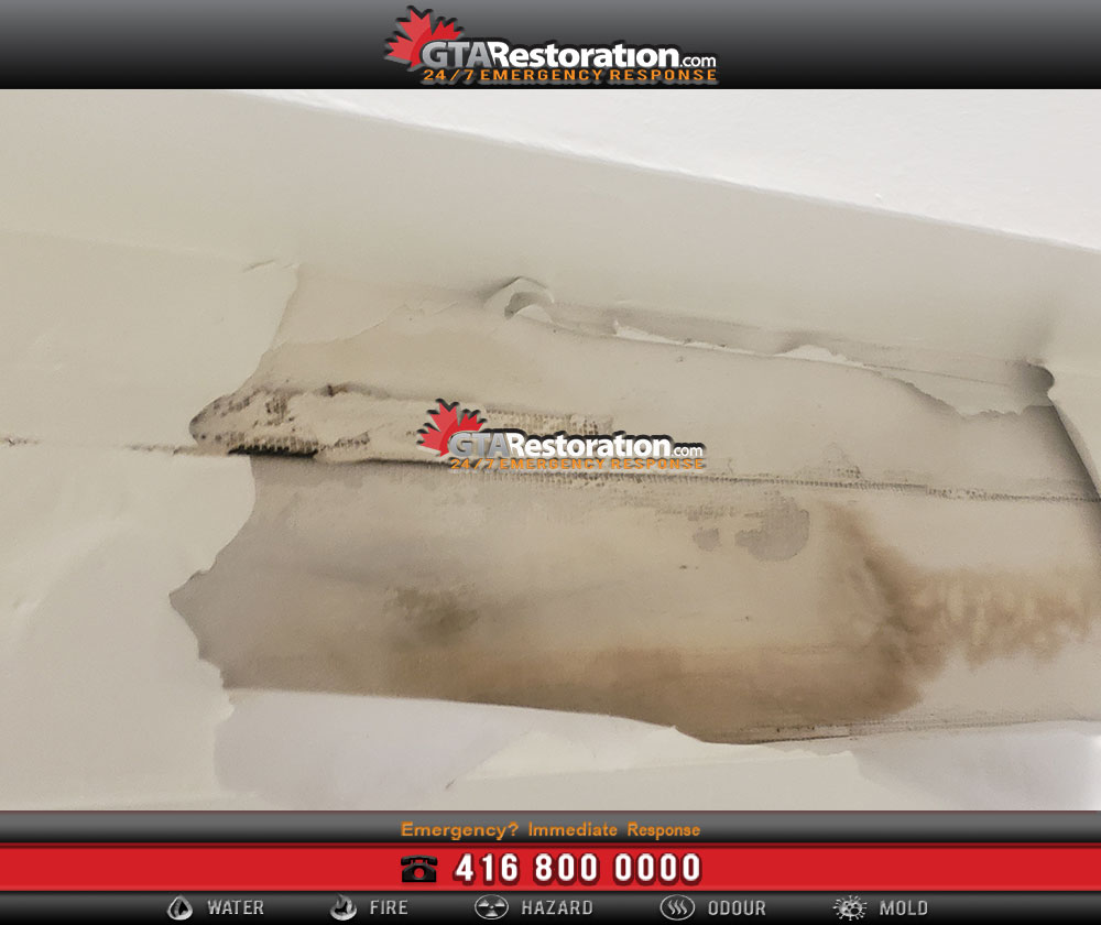 Mold removal remediation company in gta
