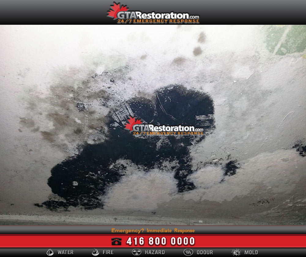 Mold Symptoms and Health Risks!