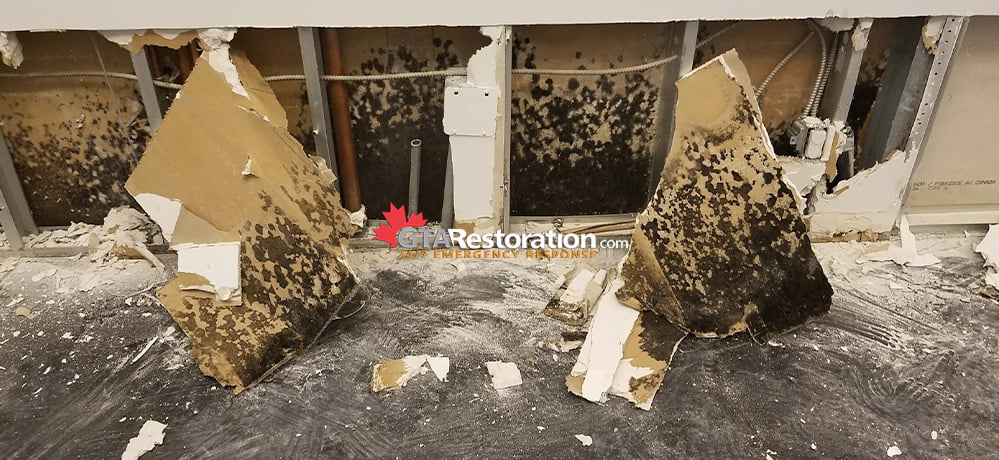 Black mold removal toronto gta