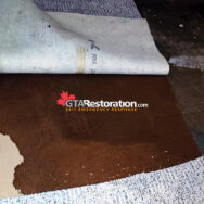 Carpet Flood Restoration Service