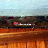 Mold After Basebord Removal