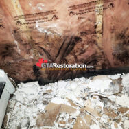 Mold Removal Red Deer