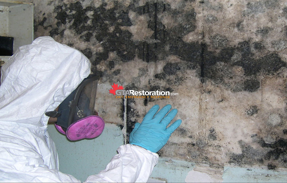 Mold inspection removal remediation toronto gta tech