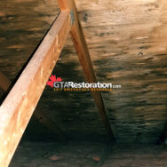 Mold Roof Attic