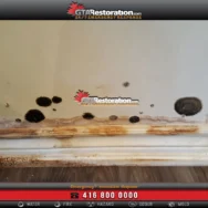 Certified Toronto mold remediation professional, Toronto mold remediation expert using detection tools