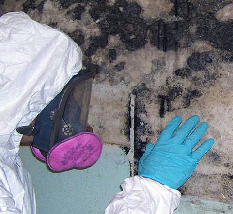 Mold Removal Remediation Main Page