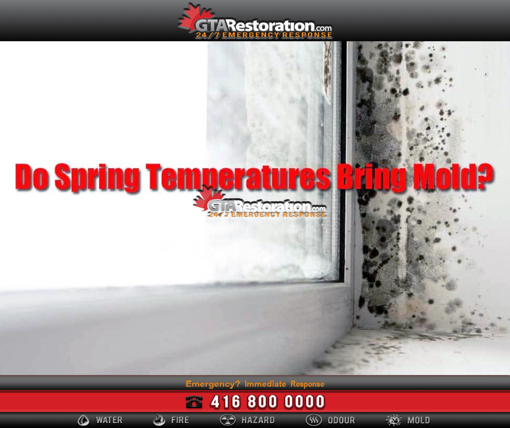 Mold removal & remediation in rockcliffe park